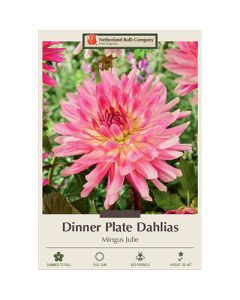 Dahlia, Dinner Plate 'Mingus Julie'