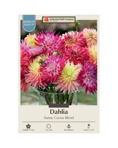 Dahlia 'Sunny Cactus Blend'