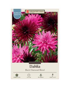 Dahlia, Cactus 'Black Diamond Blend'