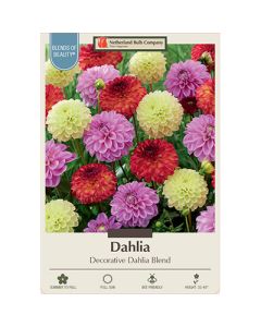 Dahlia 'Decorative Dahlia Blend'