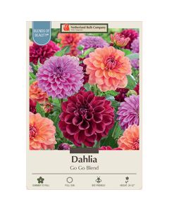 Dahlia 'Go Go Blend'