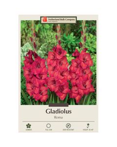 Gladiolus, Large Flowering 'Roma'