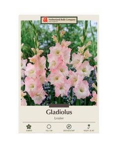 Gladiolus, Large Flowering 'Louise'