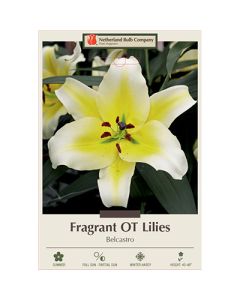 Lilium, Fragrant Lily 'Belcastro' 