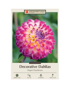 Dahlia, Decorative 'Hapet Daydream'