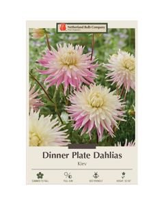 Dahlia, Dinner Plate 'Kiev'