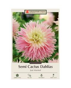 Dahlia, Cactus 'Just Married'