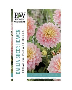 Dahlia, Decorative 'Sheer Heaven'