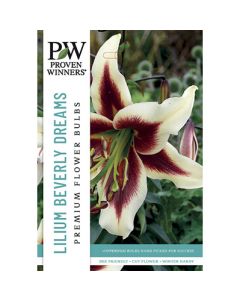 Lilium, Fragrant Lily 'Beverly Dreams' 