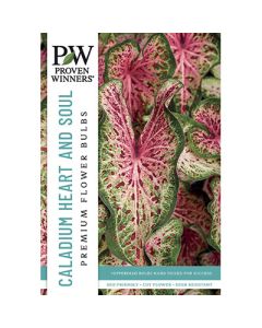 Caladium, Heart to Heart® 'Heart and Soul'