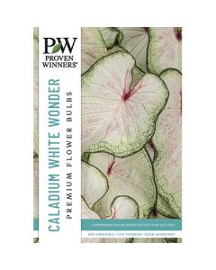 Caladium, Heart to Heart® 'White Wonder'