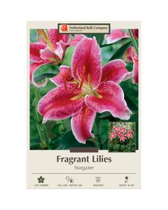 Lilium, Fragrant Lily 'Stargazer' 