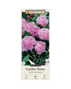 Paeonia, Garden Peony 'Sarah Bernhardt'