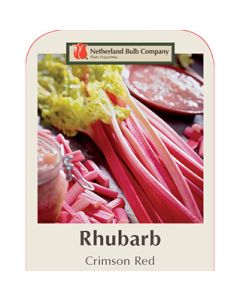 Rheum, Rhubarb 'Crimson Red'