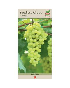 Vitis, Seedless Grape 'Himrod'