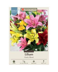 Lilium 'Hardy Blend'