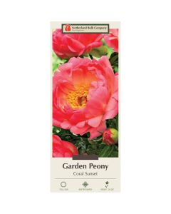 Paeonia, Garden Peony 'Coral Sunset'