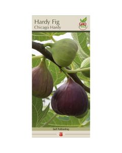 Ficus, Hardy Fig 'Chicago Hardy'