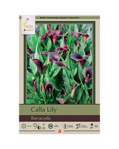 Zantedeschia, Calla Lily 'Barracuda'