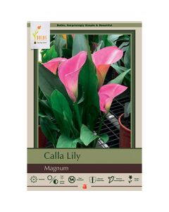 Zantedeschia, Calla Lily 'Magnum'