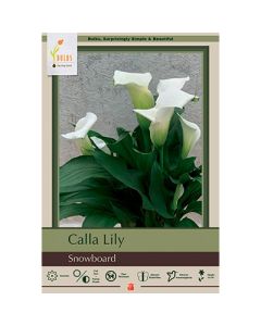 Zantedeschia, Calla Lily 'Snowboard'