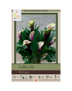 Zantedeschia, Calla Lily 'Da Vinci'