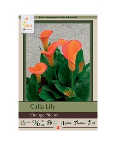 Zantedeschia, Calla Lily 'Orange Pitcher'