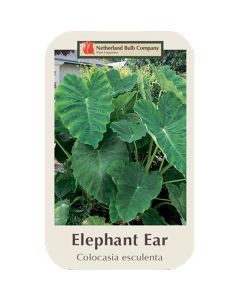 Colocasia, Elephant Ear