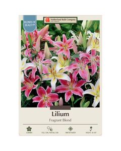 Lilium 'Fragrant Blend'