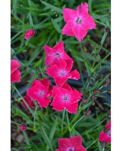 Dianthus, Kahori® 'Scarlet'