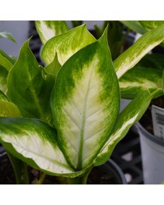 Dieffenbachia Maculata 'Camille'