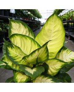 Dieffenbachia Sequine 'Marianne'