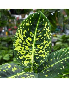 Dieffenbachia Seguine 'Reflector'