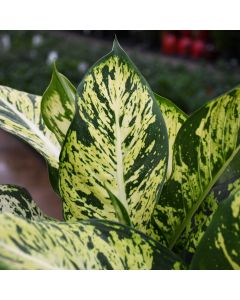 Dieffenbachia Seguine 'Sublime'