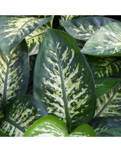 Dieffenbachia 'Tropic Snow'