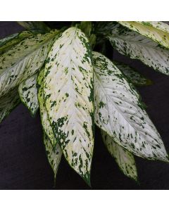 Dieffenbachia Matacula 'Vesuvius'