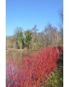 Cornus, Red Twig Dogwood 'Cardinal'