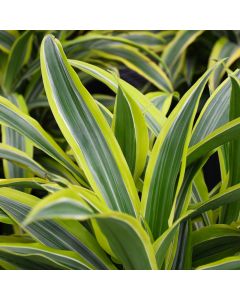 Dracaena Warneckii 'Lemon Lime'