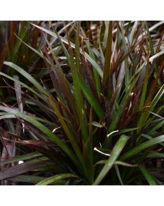 Dracaena Marginata 'Magenta'