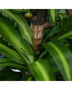 Dracaena Fragrans 'Mass Cane'