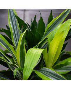 Dracaena 'Triple Combo'