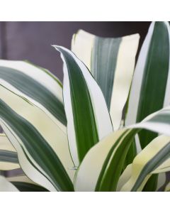 Dracaena Fragrans 'White Aspen'