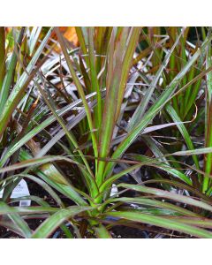 Dracaena, 'Bloodstone'