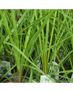 Dracaena, 'Spike'