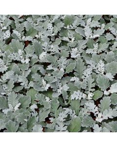 Dusty Miller, 'Silver Dust'