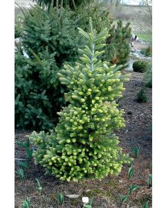 Abies, Korean Fir 'Golden'