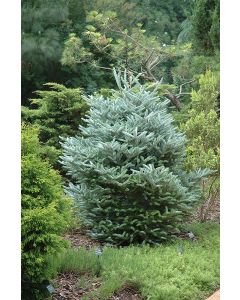 Abies, Korean Fir 'Horstman Siberlocke' (Large)