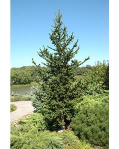 Picea, Norway Spruce 'Hillside Upright' (Large)