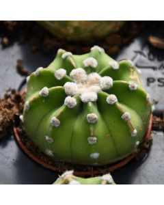 Cactus, Round Assortment