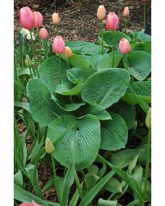 Hosta, Blue Leaf 'Elegans'